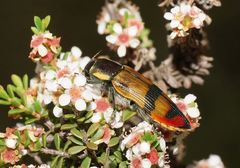 Temognatha variabilis