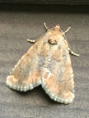 Pyrrhidivalva sordida