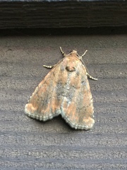 Pyrrhidivalva sordida