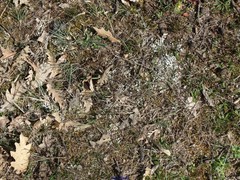 Cladonia foliacea