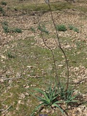 Asphodelus cerasiferus