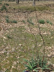 Asphodelus cerasiferus