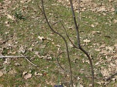 Asphodelus cerasiferus