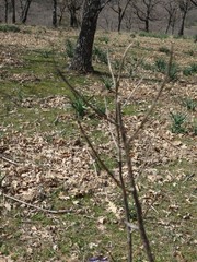 Asphodelus cerasiferus