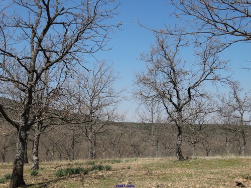 Pyrenean Oak