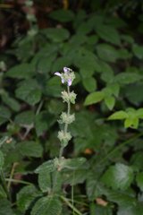 Stachys rigida