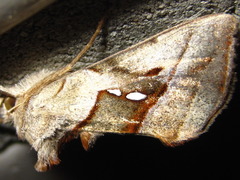 Macdunnoughia purissima
