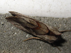 Macdunnoughia purissima