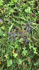 Eryngium amethystinum