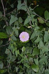 Calystegia purpurata