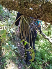 Dendrobium gracilicaule