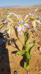 Moraea speciosa
