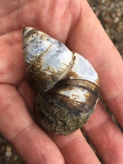 Heterogen japonica