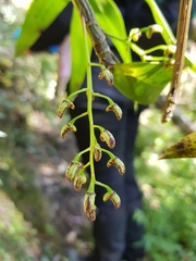 Dendrobium gracilicaule