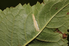 Phyllonorycter cerasicolella