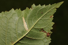 Phyllonorycter cerasicolella