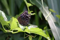 Dichorragia nesimachus formosanus