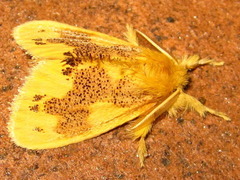 Euproctis pulverea