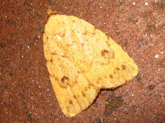 Anachrostis nigripunctalis