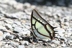 Polyura narcaea meghaduta
