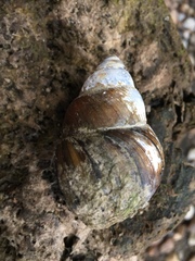 Heterogen japonica