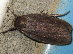 Amphipyra livida