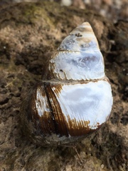 Heterogen japonica
