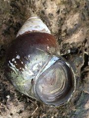 Heterogen japonica