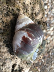 Heterogen japonica