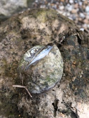 Heterogen japonica