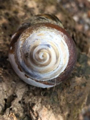 Heterogen japonica