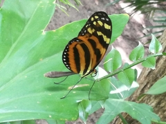 Melinaea lilis imitata