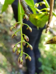 Dendrobium gracilicaule