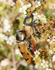Temognatha variabilis