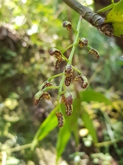 Dendrobium gracilicaule