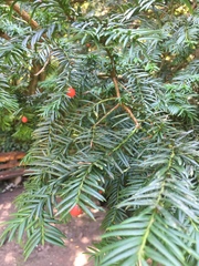 Taxus baccata