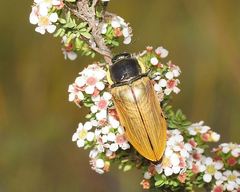Temognatha variabilis