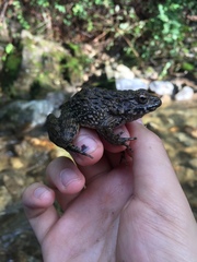 Glandirana emeljanovi