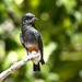 Swallow-winged Puffbird - Photo (c) Markus  Lilje, some rights reserved (CC BY-NC-ND), uploaded by Markus  Lilje