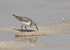 Calidris minuta