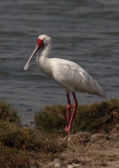 Platalea alba