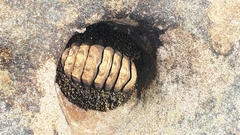 Chitonidae