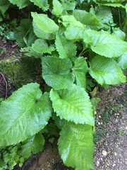 Telekia speciosa