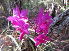 Broughtonia sanguinea