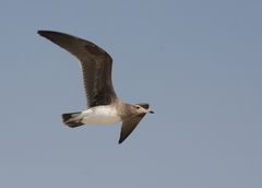 Ichthyaetus hemprichii