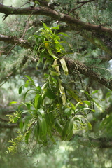 Pomatocalpa diffusum