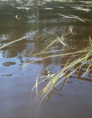 Sparganium angustifolium