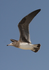 Ichthyaetus hemprichii