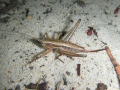 Requena victoriae