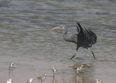Egretta gularis
